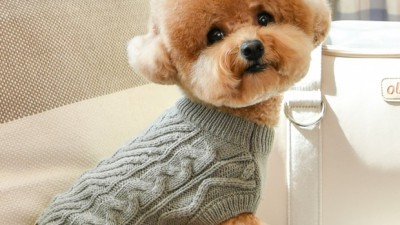 겨울맞이 댕댕이 니트! 득템 후기와 꿀팁 대방출🎁